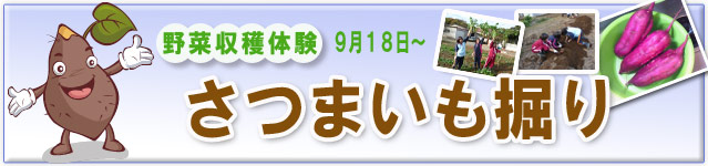 夏野菜収穫体験